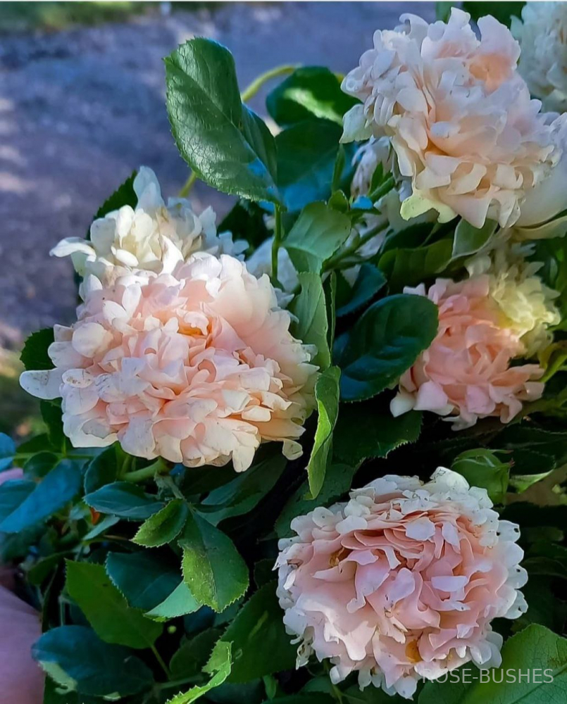 ���� ������. Sweet Ruffles. (�����, ����.) 